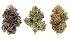 CANNABIS STRAINS